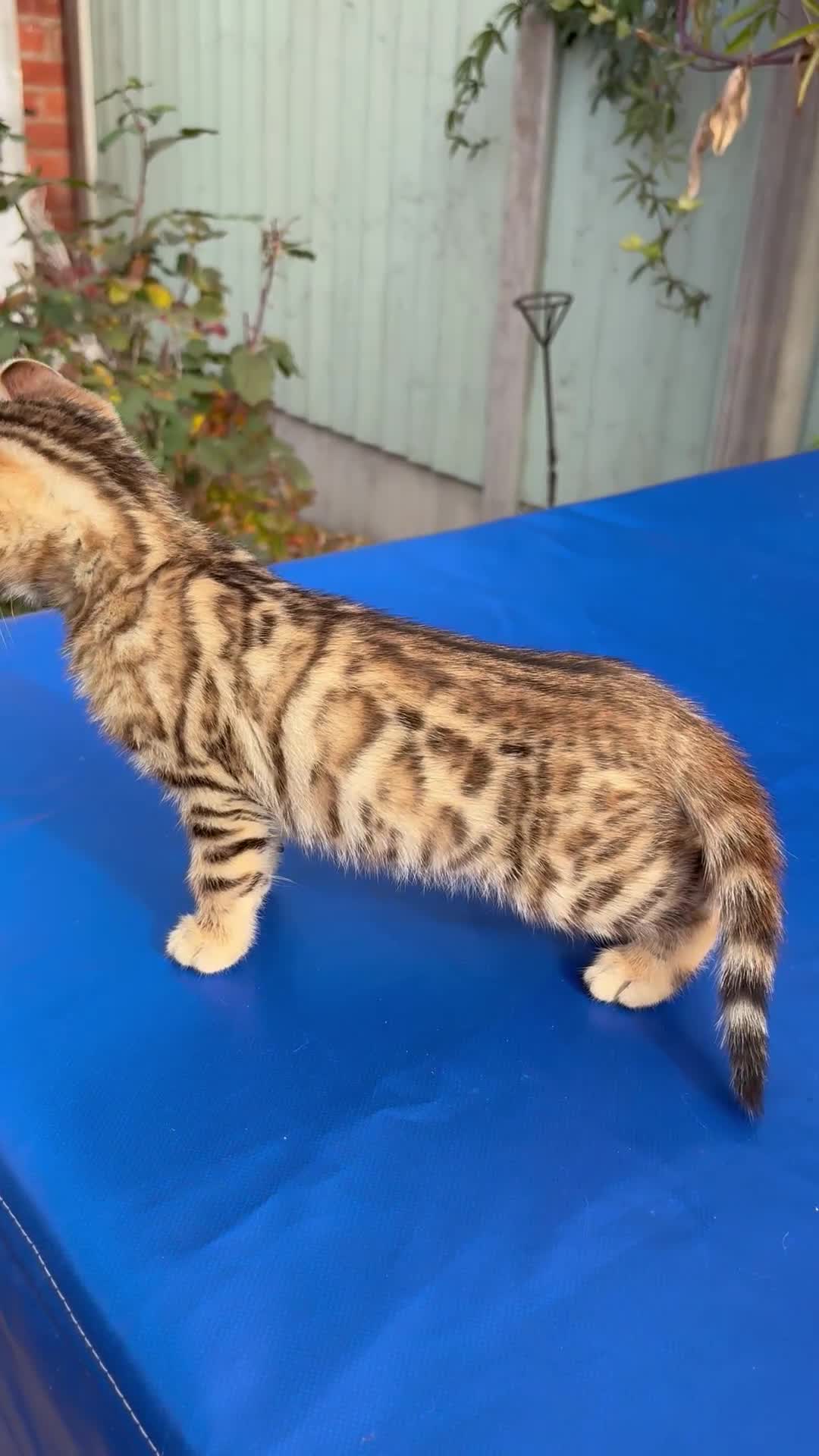 Keetso cats for sale: Stunning golden keetsos  - Video 2