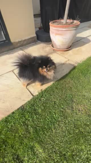 Pomeranian dogs for stud: 🏆Choco/tan producer ovulation test included in Chertsey - Video 1