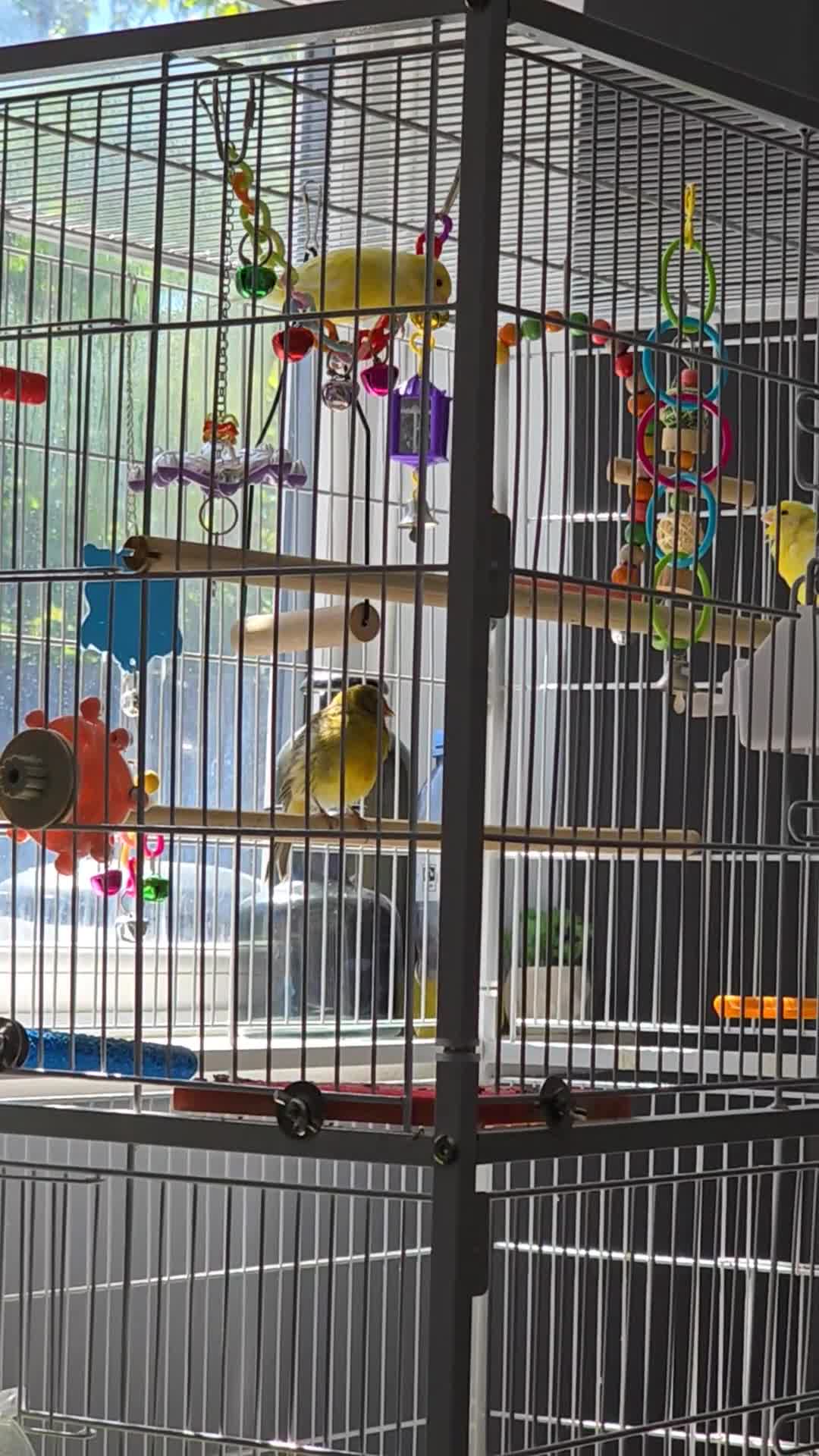 Canaries birds for sale: 1 canary left - Video 1