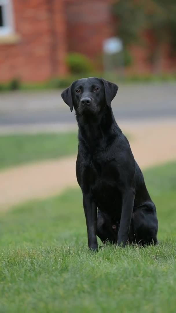 Labrador Retriever dogs for sale: FTCH LABRADOR RETRIEVER PUPPY WAITING LIST - Video 1
