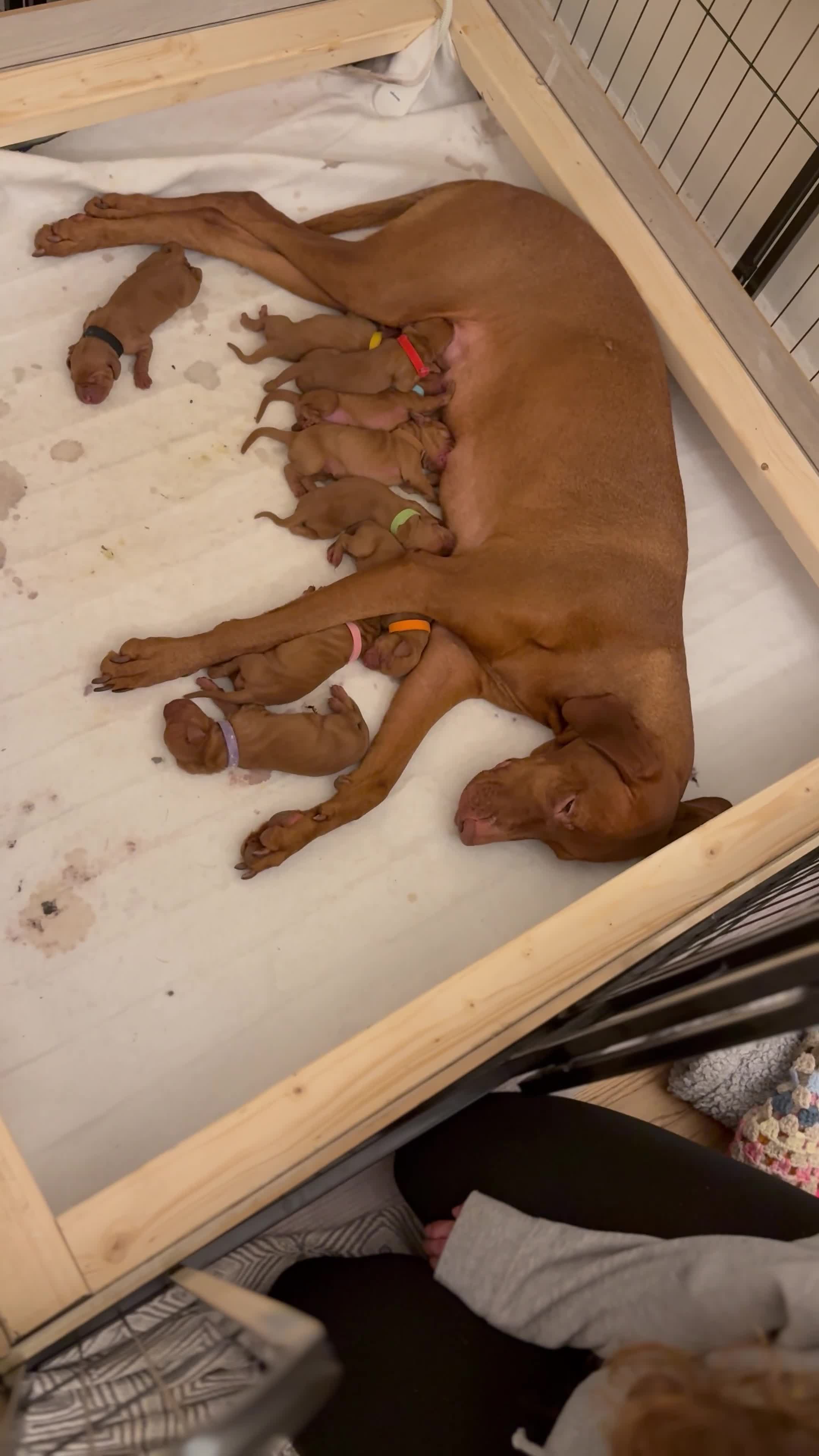 Hungarian Vizsla dogs for stud: KC Hungarian Vizsla Stud Champion Russetmantle - Video 1