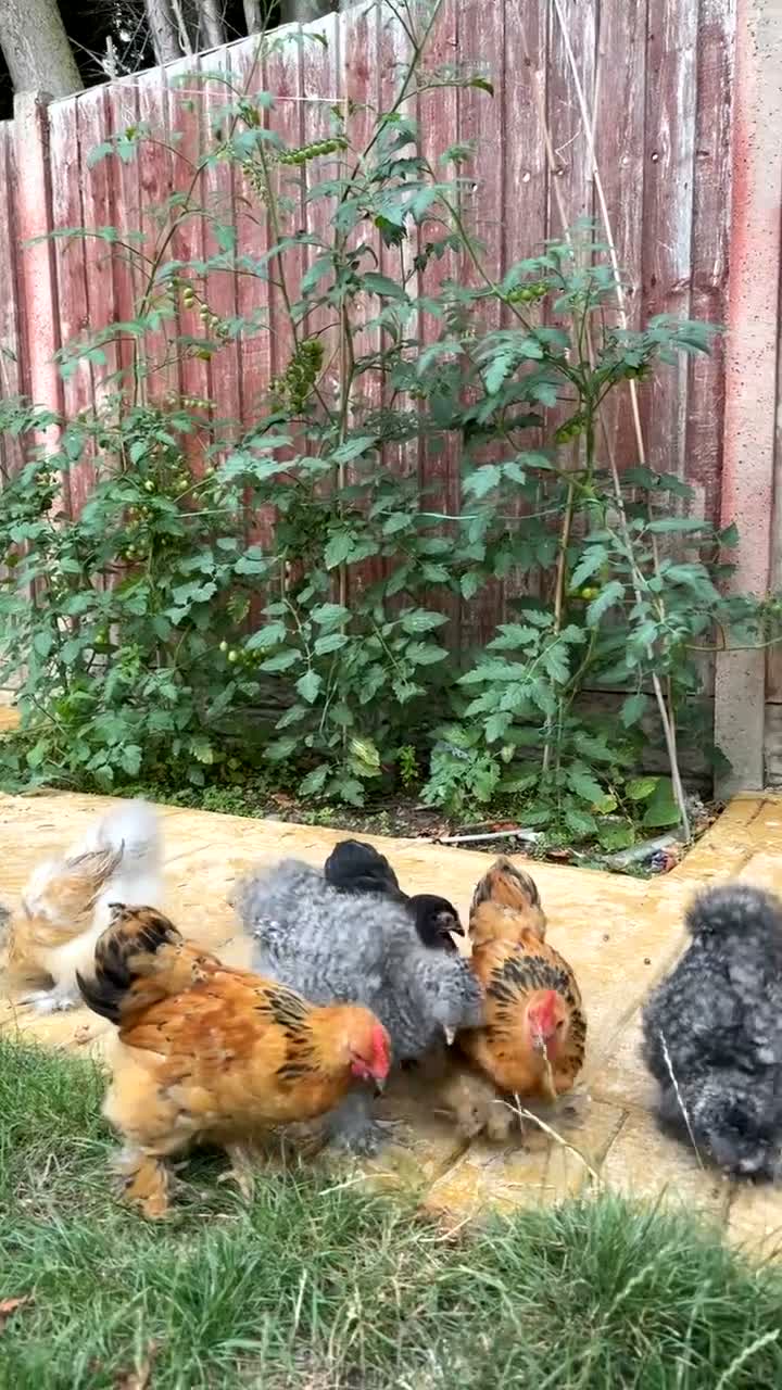 Chickens poultry for sale: Mixed silkies  - Video 1