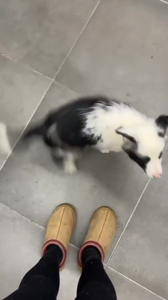 Mixed Breed dogs for sale: 8 month old pup needing a new home - Video 1