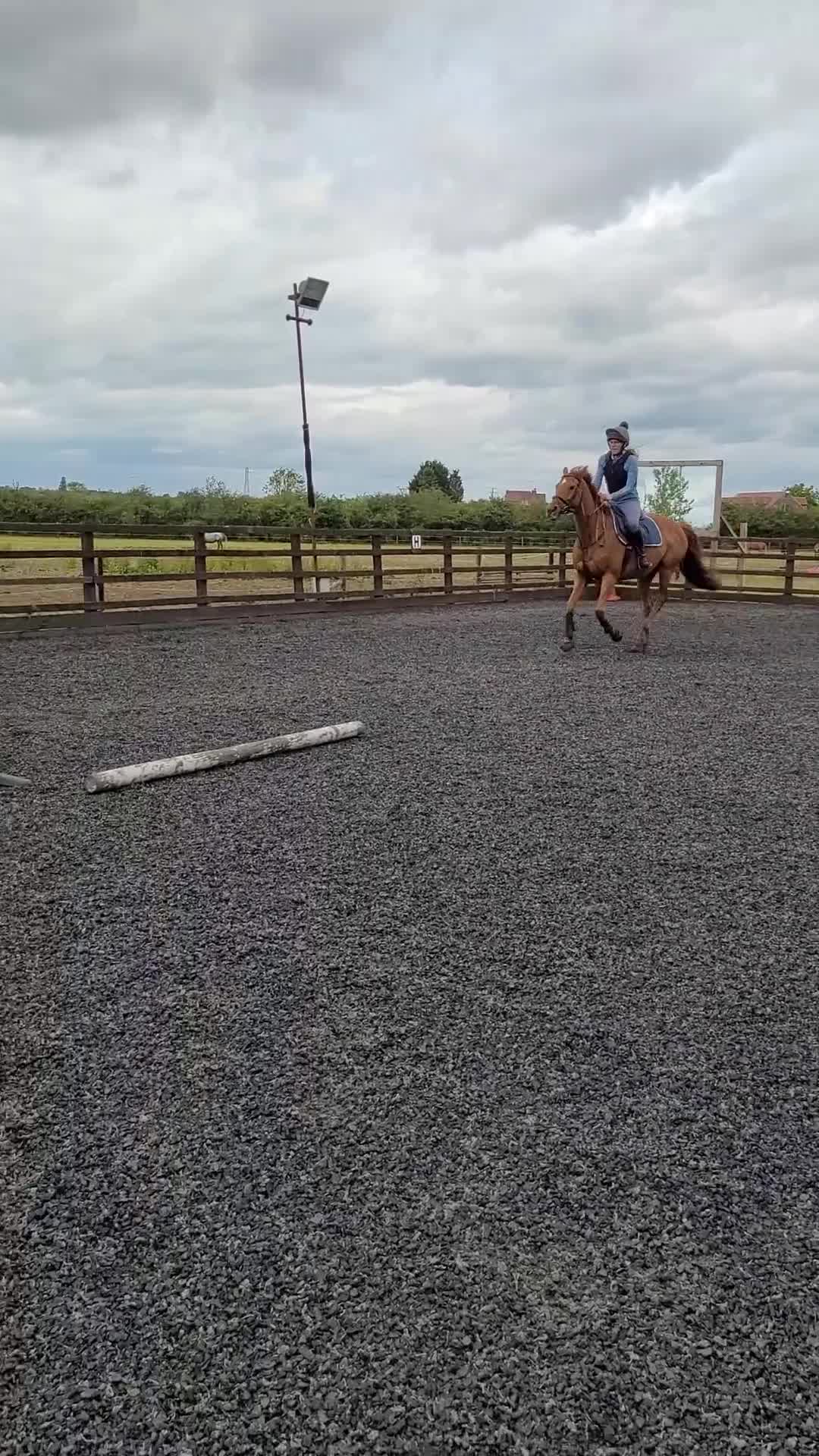 English Thoroughbred horses for sale: All rounder Chestnut mare Thoroughbred  - Video 1