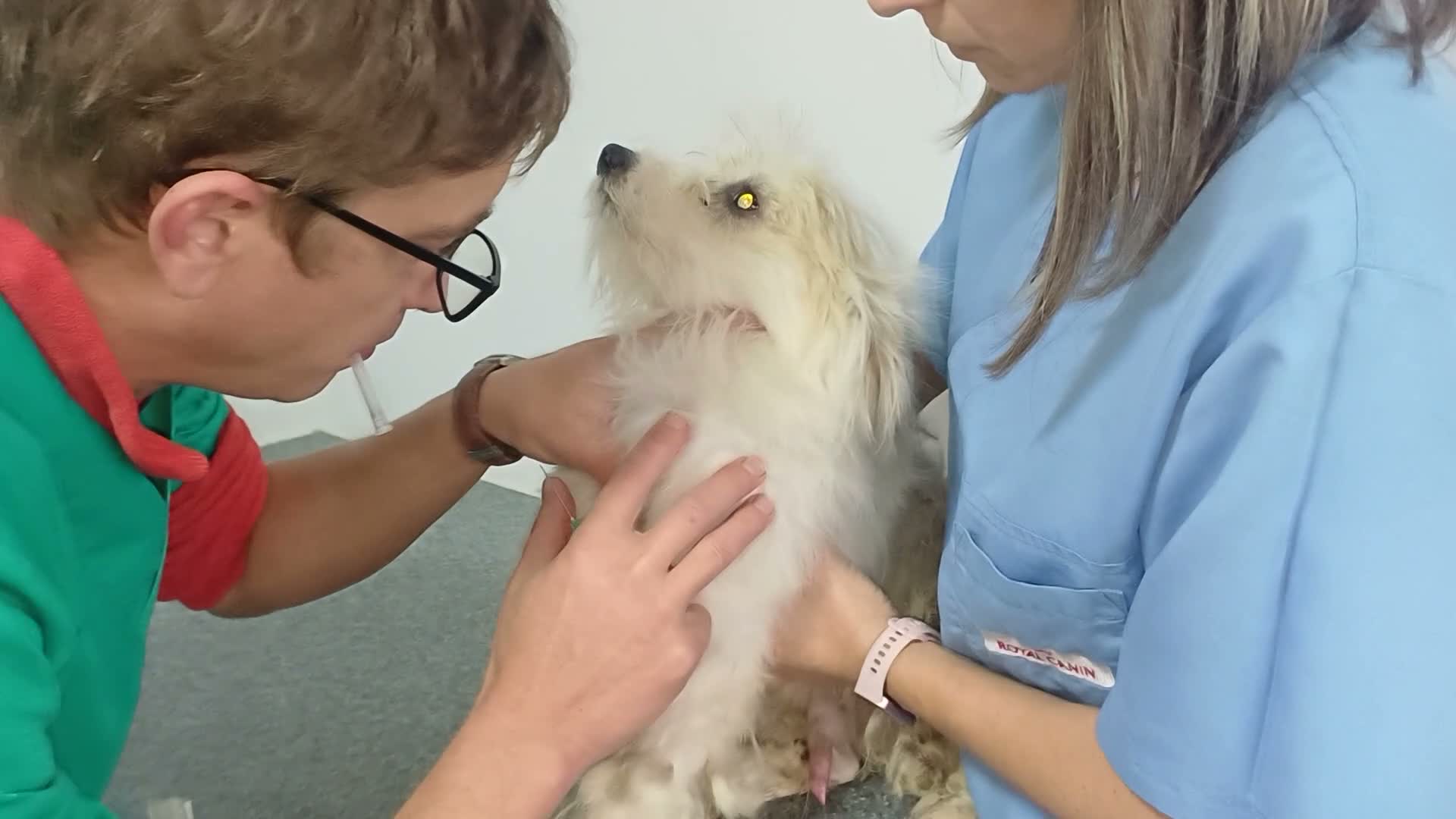 Mixed Breed dogs for adoption: 🐾❤️MAVERICK - A little boy for a Loving Home ❤️🏡 - Video 4