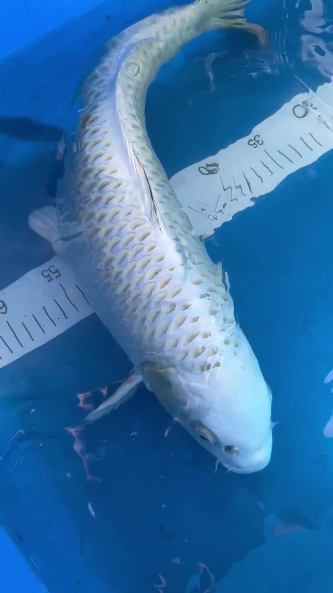 Koi Carp fish for sale: Marudo karashigoi - Video 4