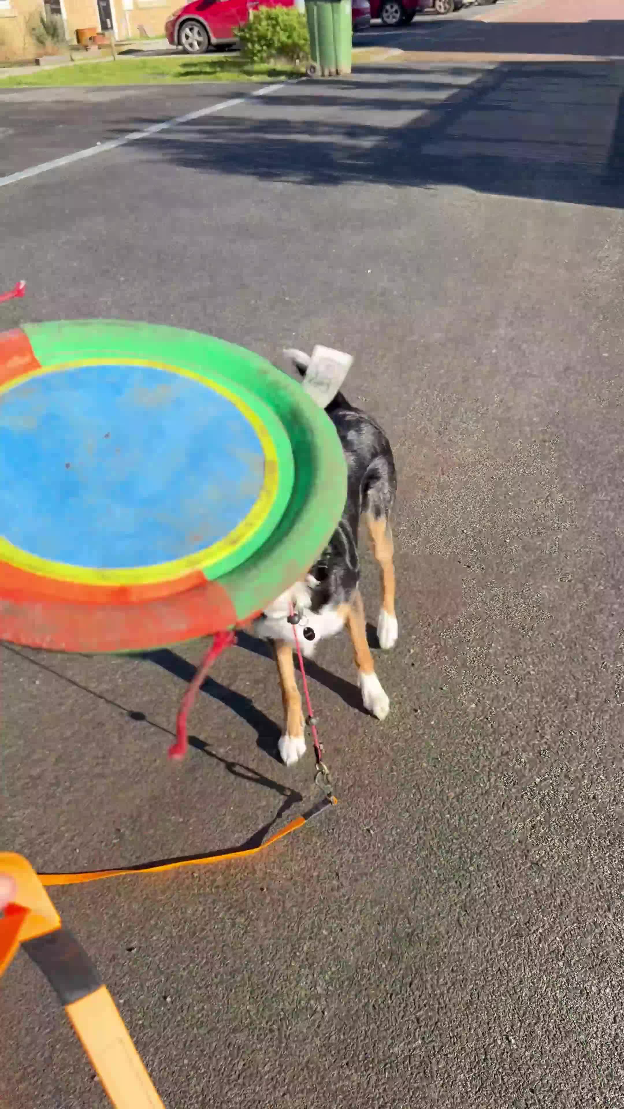Border Collie dogs for stud: Border collie stud  - Video 1