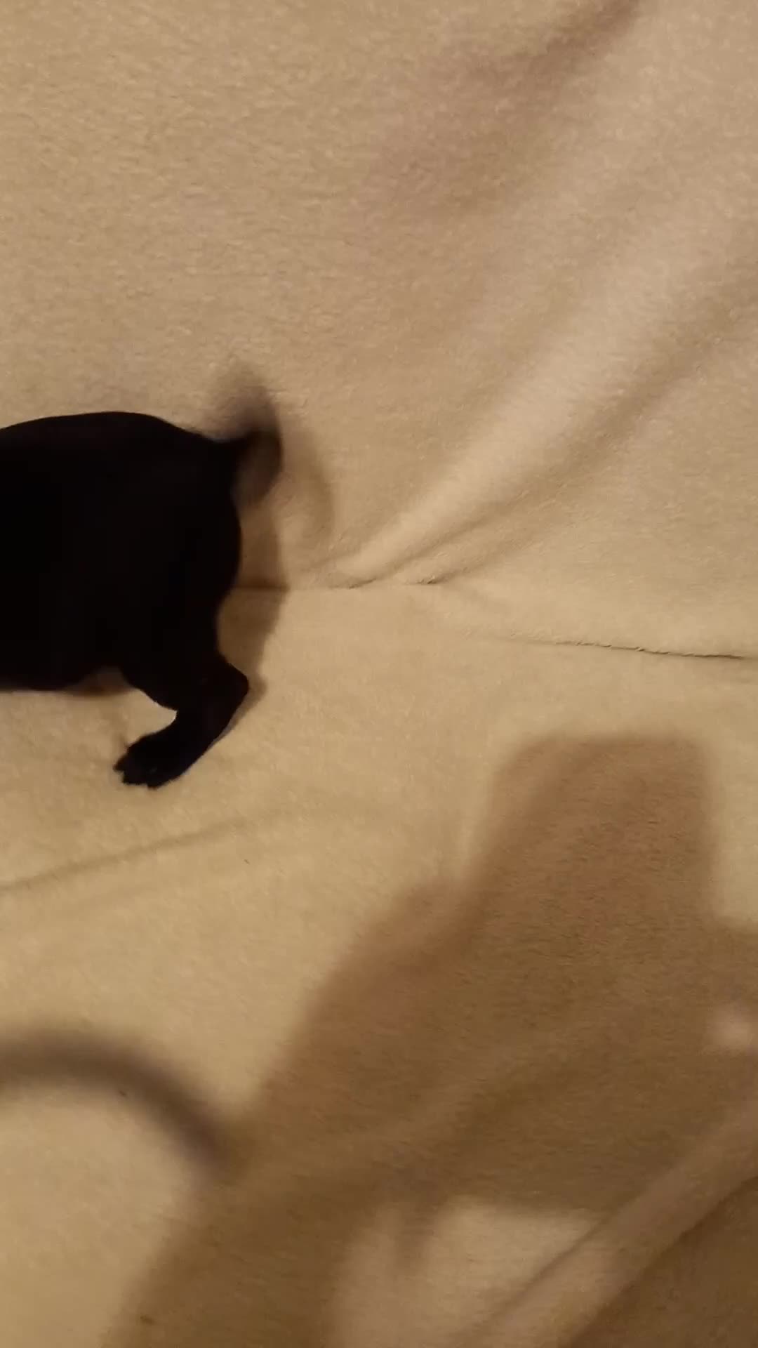 Pug dogs for sale:  Black boy pug puppies for sale - Video 1