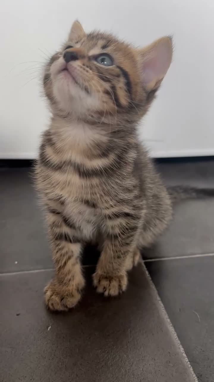 Mixed Breed cats for sale: 🐾 ✨ Kittens ready this weekend 🧡💛 - Video 1