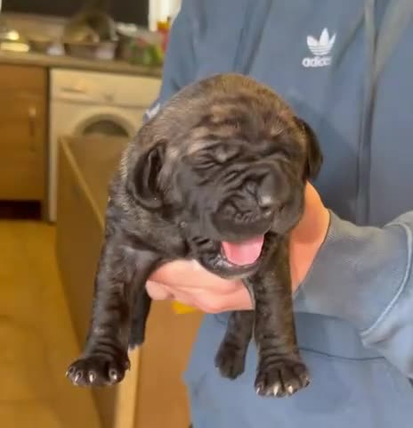 Mixed Breed dogs for sale: Cane Corso/Great Dane X Cane Corso Boerboel - Video 2