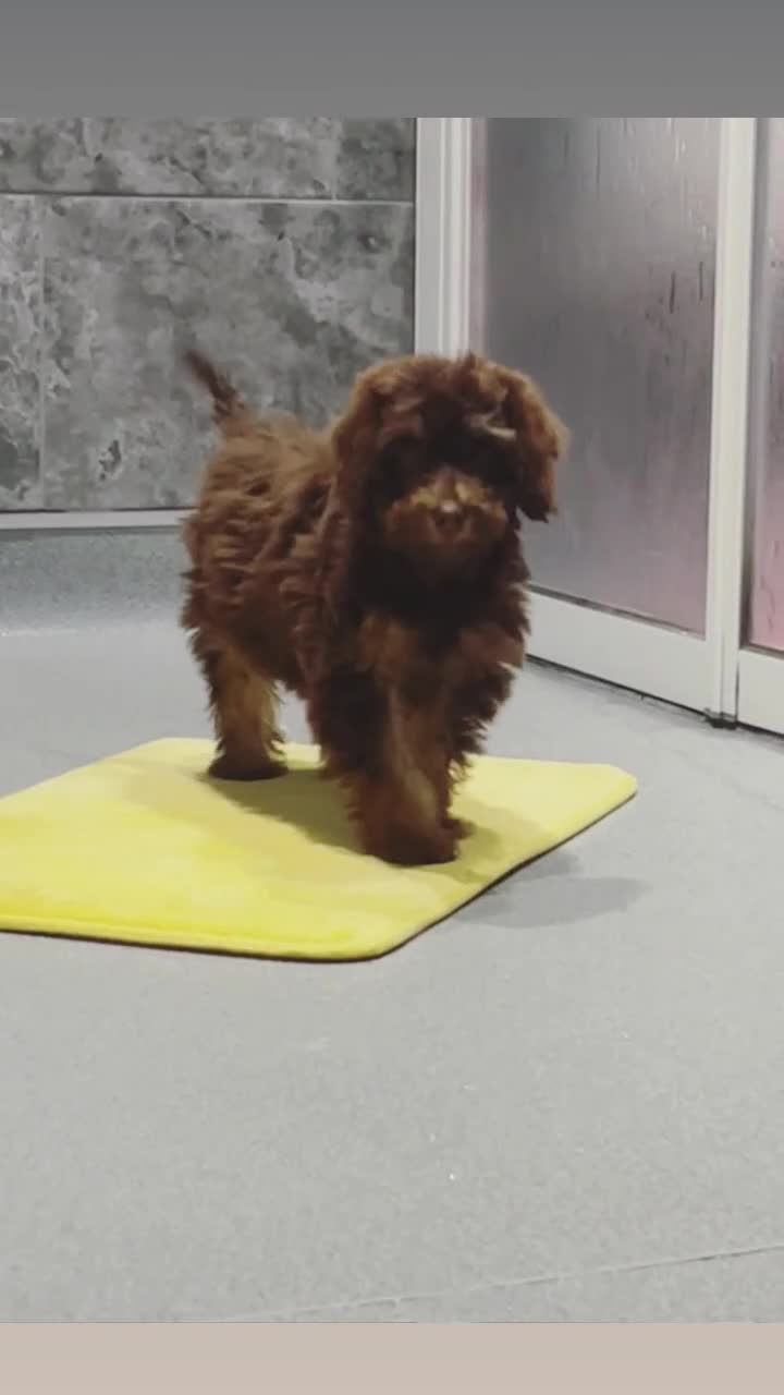 Cockapoo dogs for sale: Quality health tested miniature cockapoo girl! - Video 2