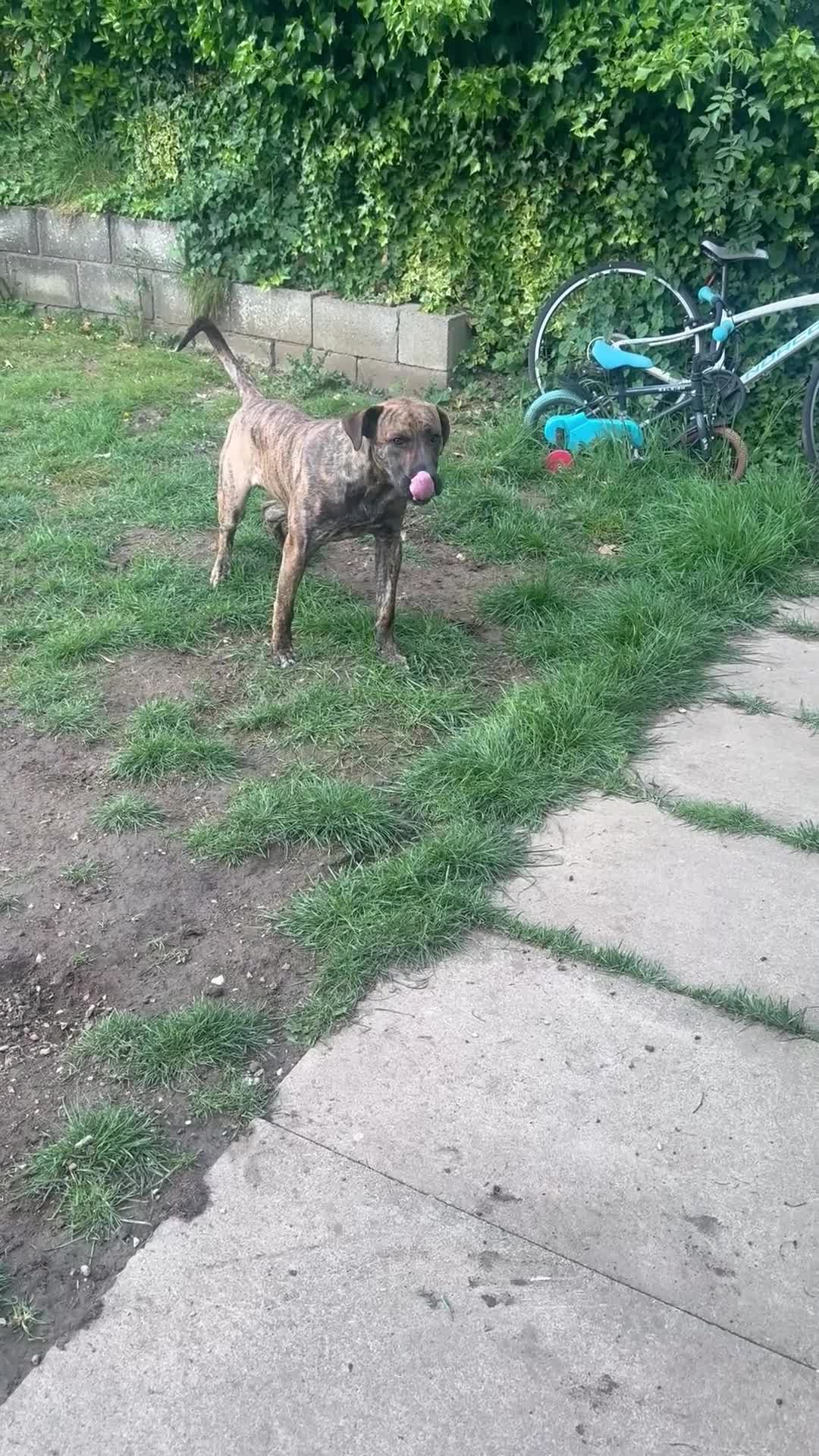 Presa Canario dogs for sale: Presa canario  - Video 1