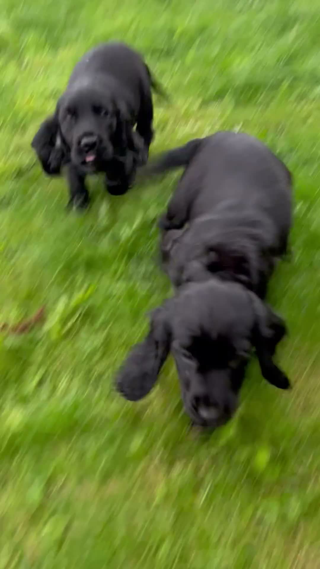 Sprocker dogs for sale: Health checked &Ready to leave , 1st vaccine   - Video 2