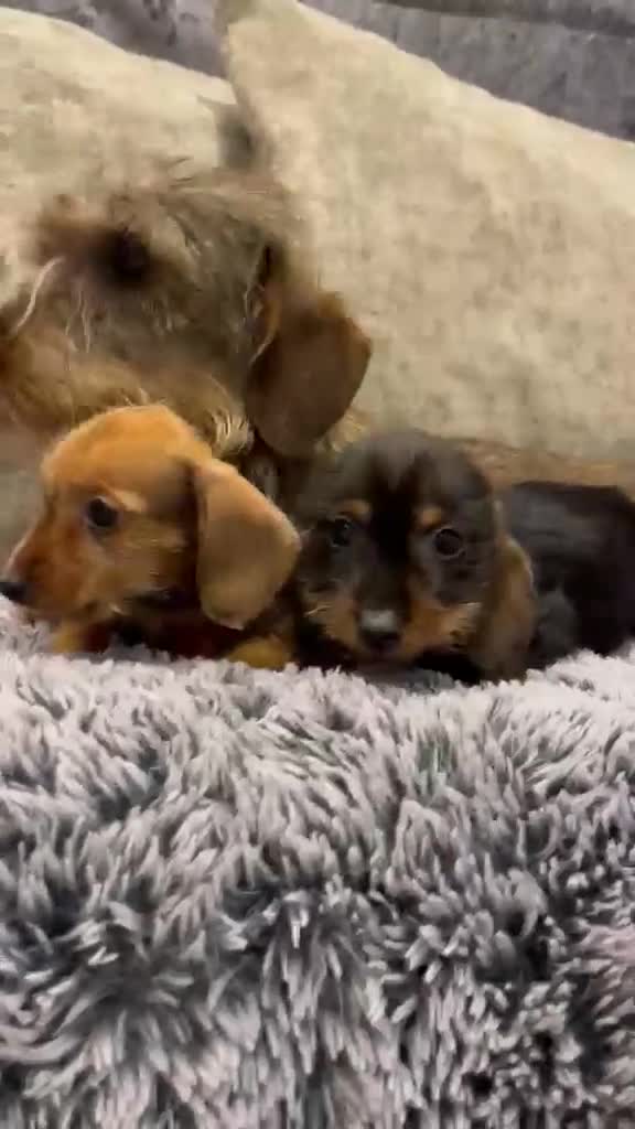 Miniature Dachshund dogs for sale:  miniature teckel dachshund puppies health clear - Video 1