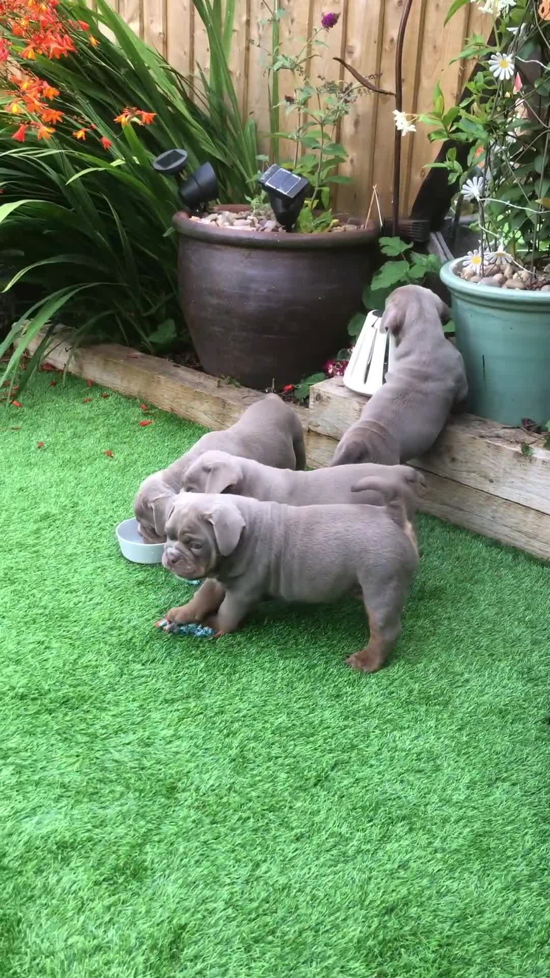 Olde English Bulldogge dogs for sale: 07496730941 : lilac tri Olde English Bulldogges - Video 1