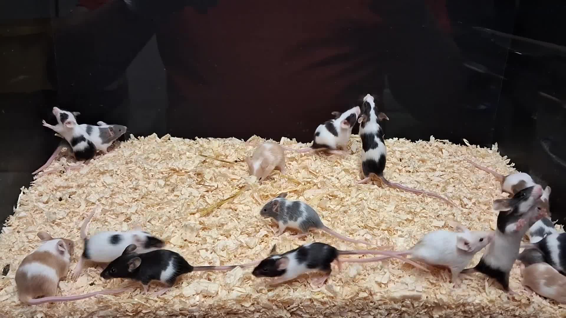 Mouse rodents for sale: Young Mice, Fancy, Tri Colours , Naked - Video 3