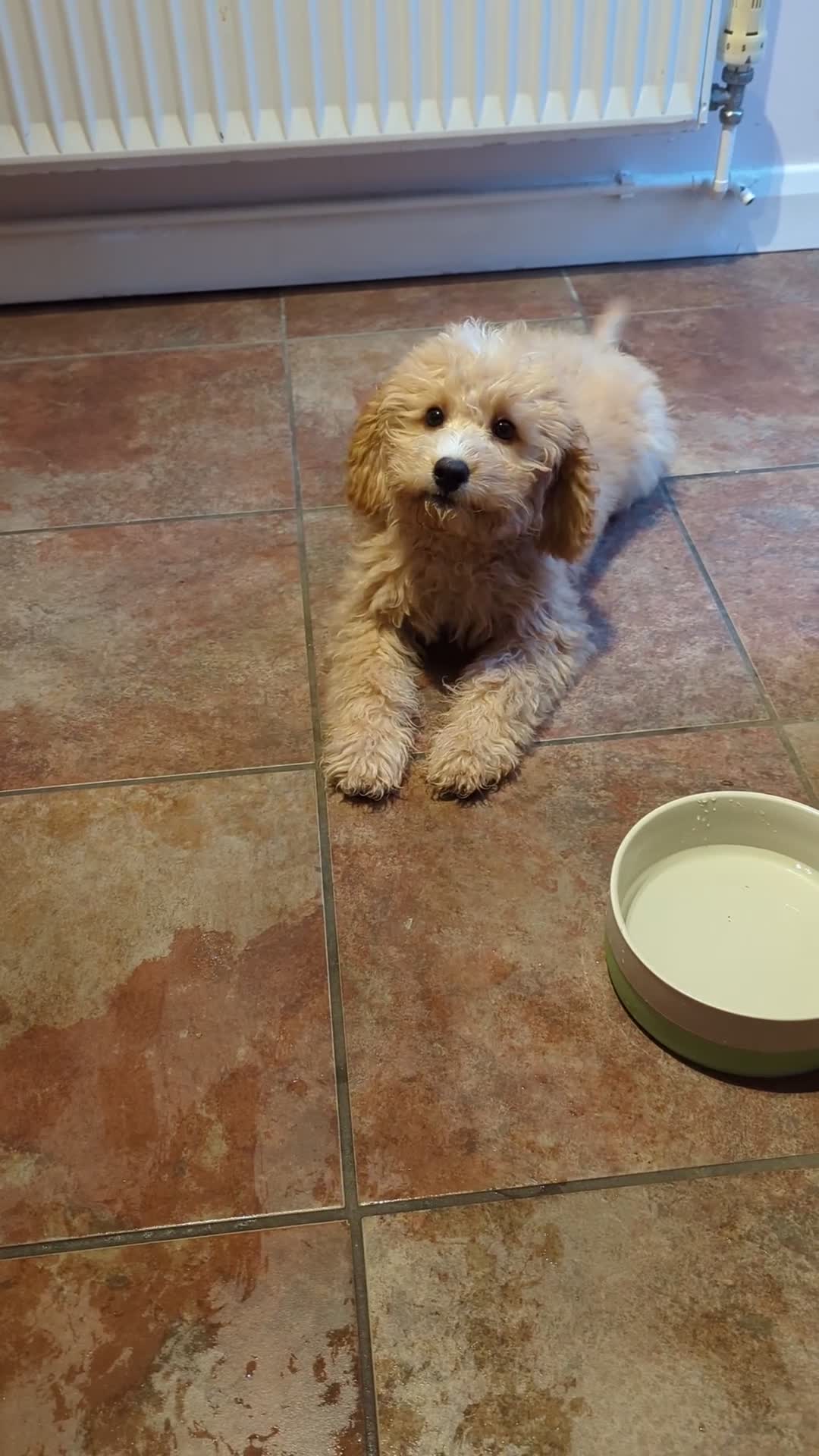 Cavapoo dogs for sale: Beautiful Apricot Cavapoo - Video 1
