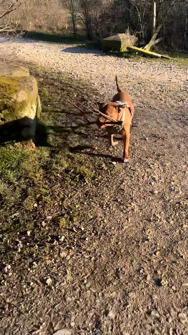 Staffordshire Bull Terrier dogs for sale: Staffy bull terrier  - Video 1