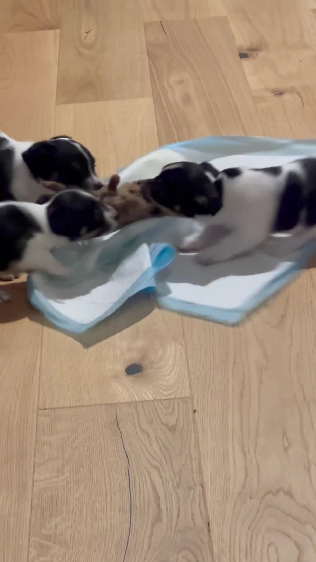 Mixed Breed dogs for sale: Chihuahua Terrier cross puppies. 1 Boy & 1 Girl - Video 1