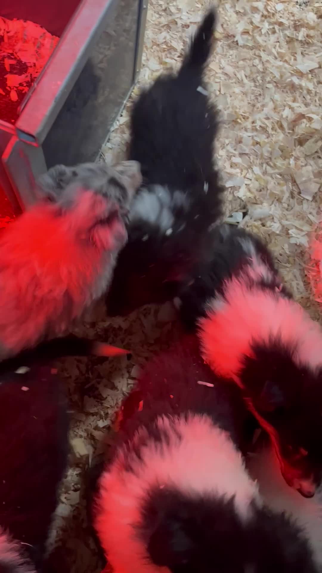 Rough Collie dogs for sale: Kc registered rough collie puppies  - Video 3