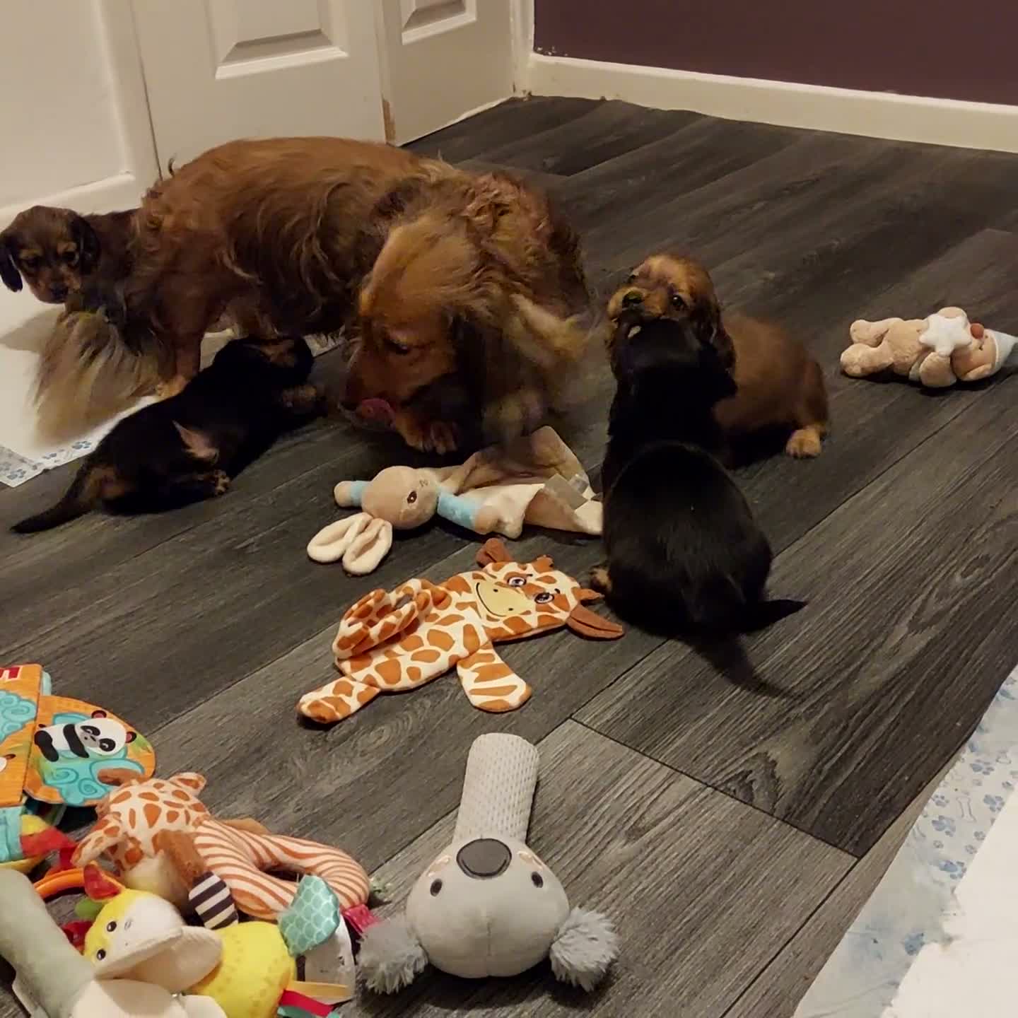 Miniature Dachshund dogs for sale: PEDIGREE MINI LONG HAIRED DACHSHUNDS PICS COMING in Manchester - Video 3