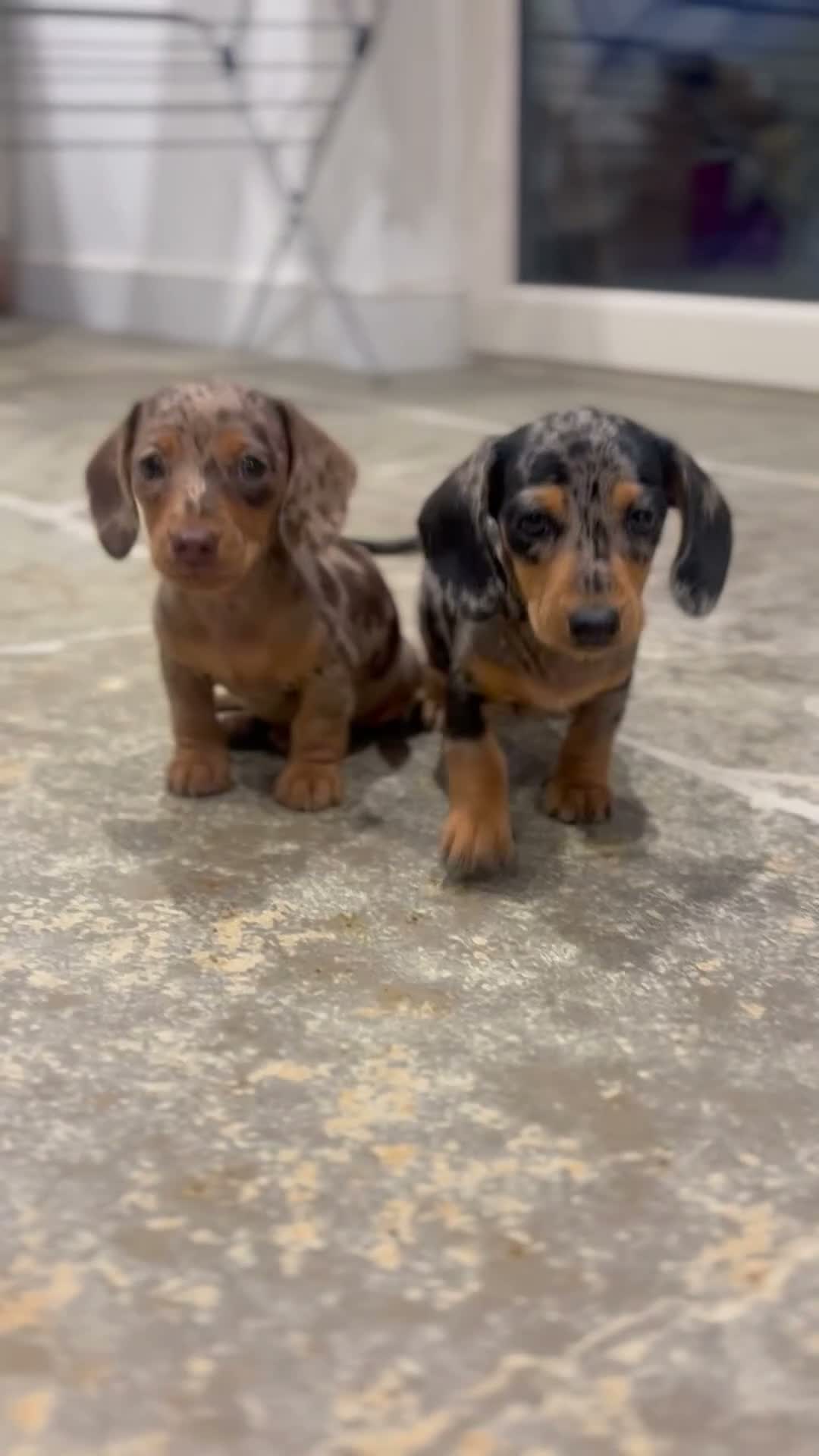 Miniature Dachshund dogs for sale: 2 stunning dapple miniature dachshunds  - Video 3