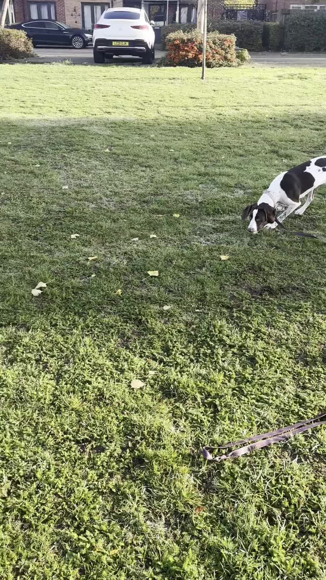 Mixed Breed dogs for sale: SWEET,LOVING PRINCESS NEEDS NEW HOME in Morden - Video 2
