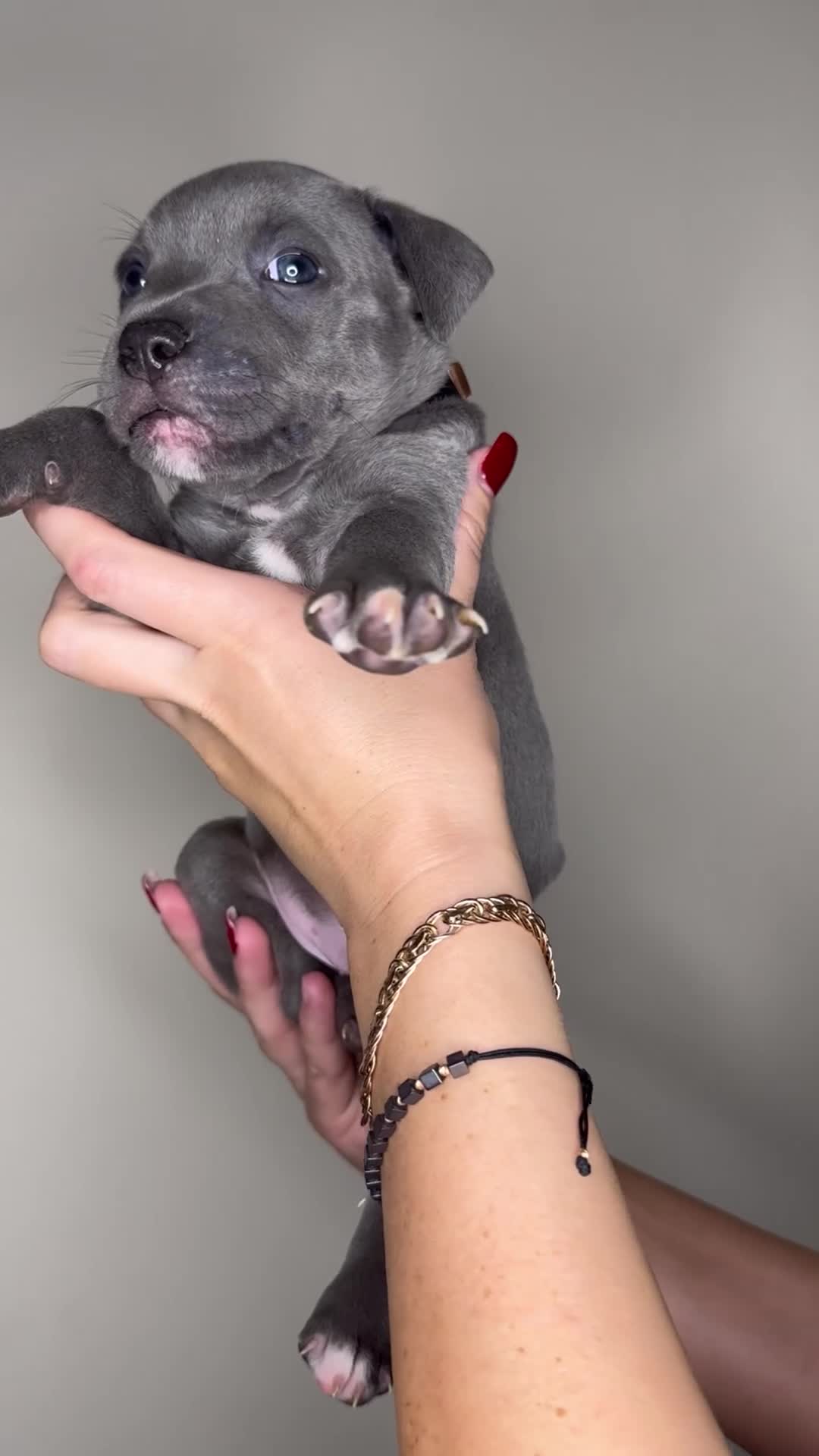 Staffordshire Bull Terrier dogs for sale: Stunning Blue Staffie Puppies 🐾  - Video 4