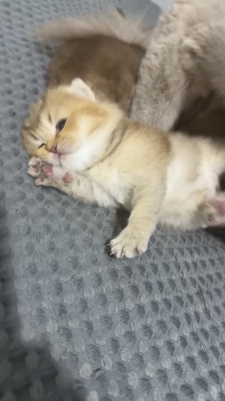 British Shorthair cats for sale: Rare black golden shaded - Video 3