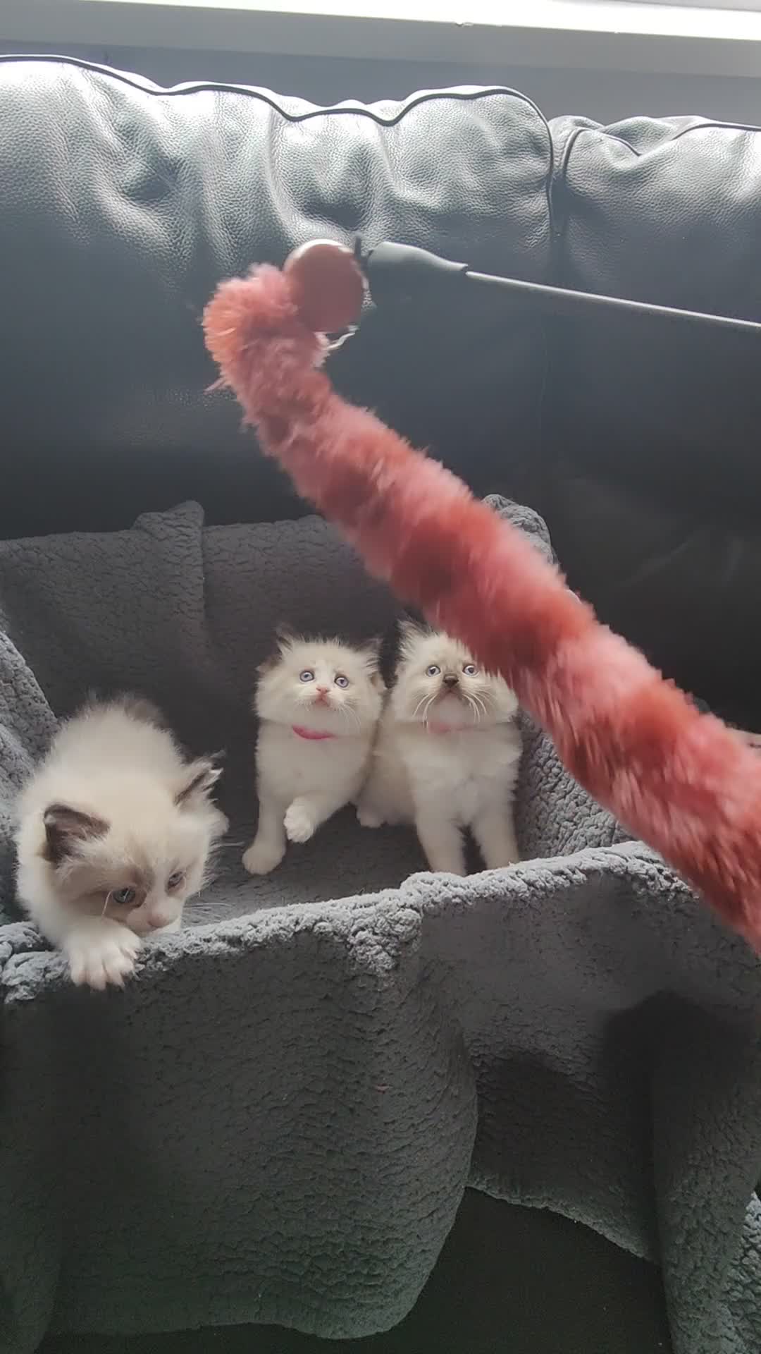 Ragdoll cats for sale: Beautiful Ragdoll kittens 🐾🩷 in Cramlington - Video 1