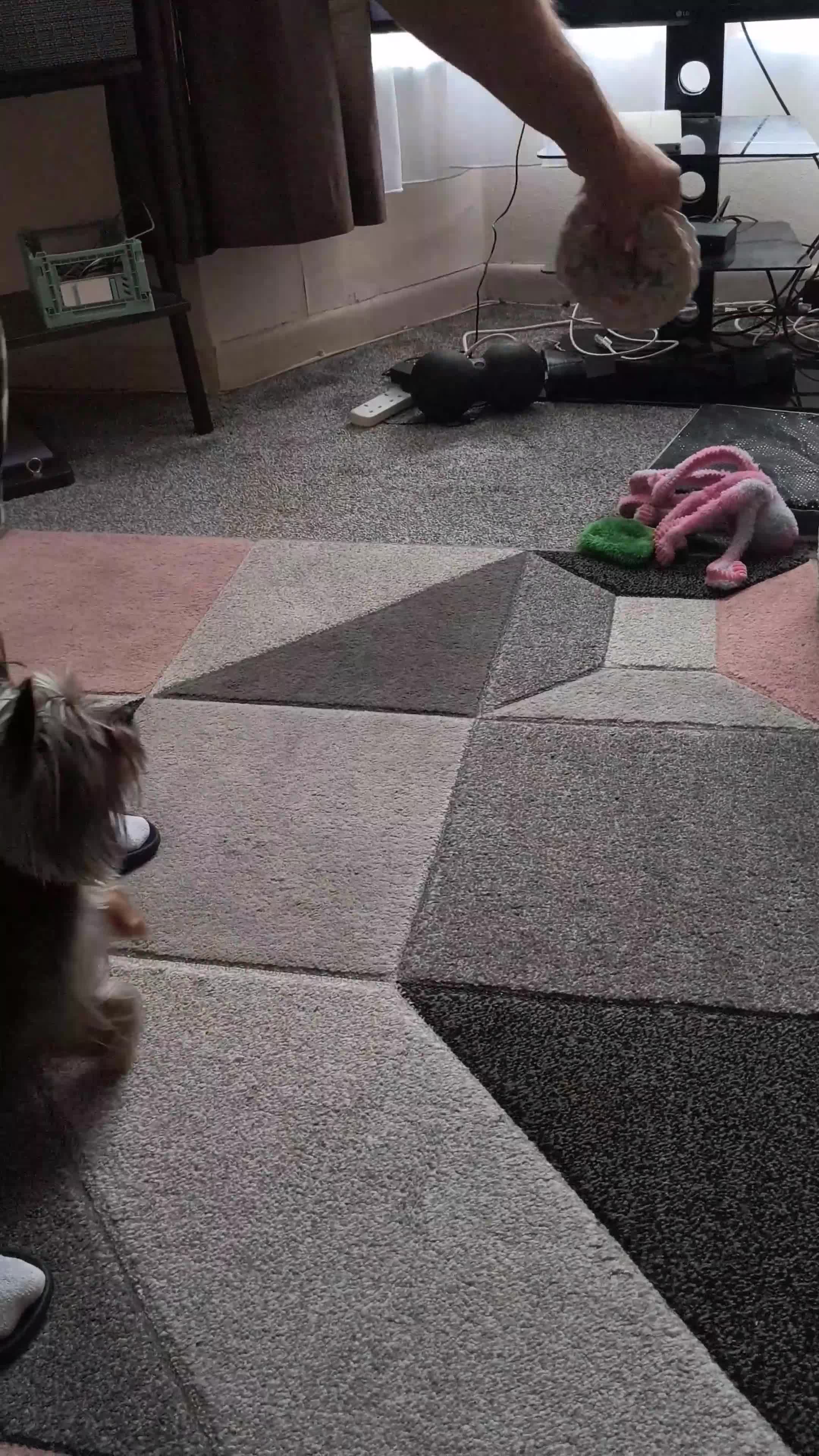 Yorkshire Terrier dogs for stud: MINI YORKSHIRE TERRIER FOR STUD - Video 3