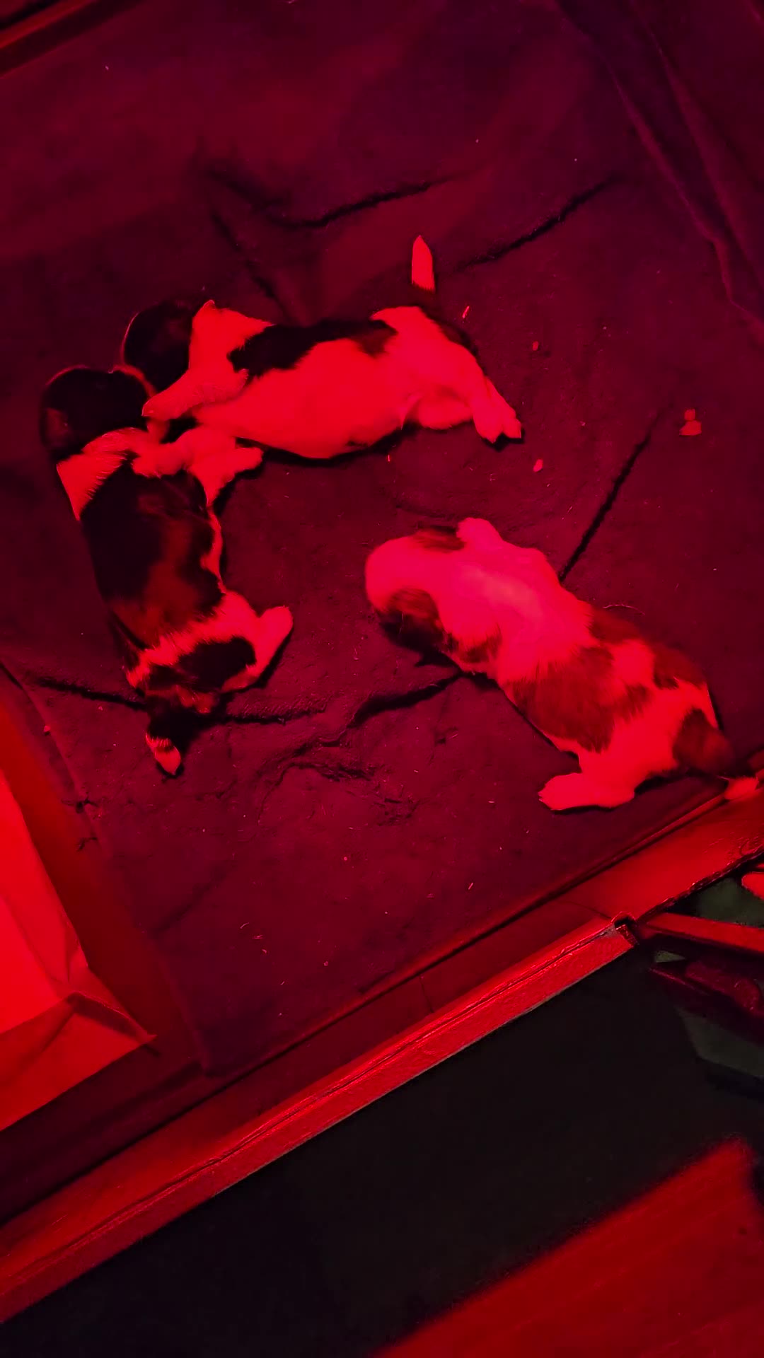 Lhasa Apso dogs for sale: Lhasa Apso puppies PRA4 clear. - Video 1