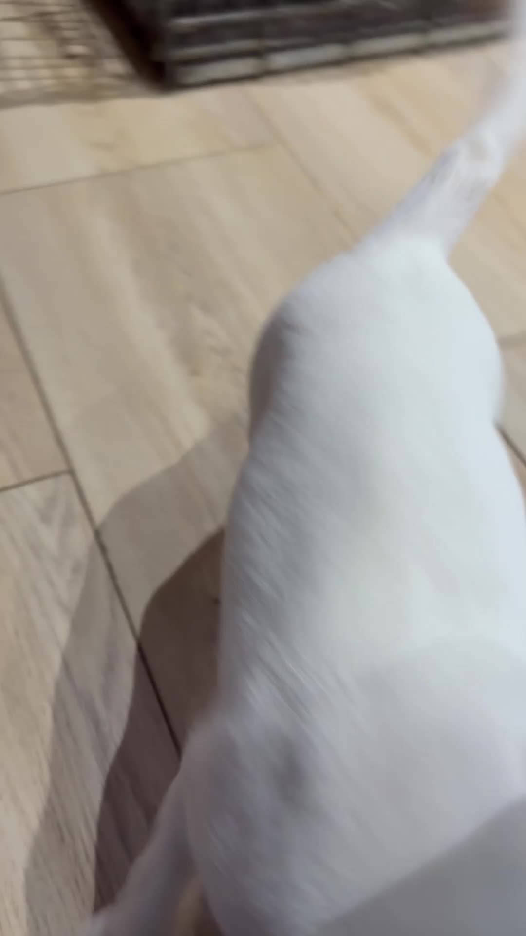 Boxer dogs for sale: Female Boxer Puppies  in Wellingborough - Video 1