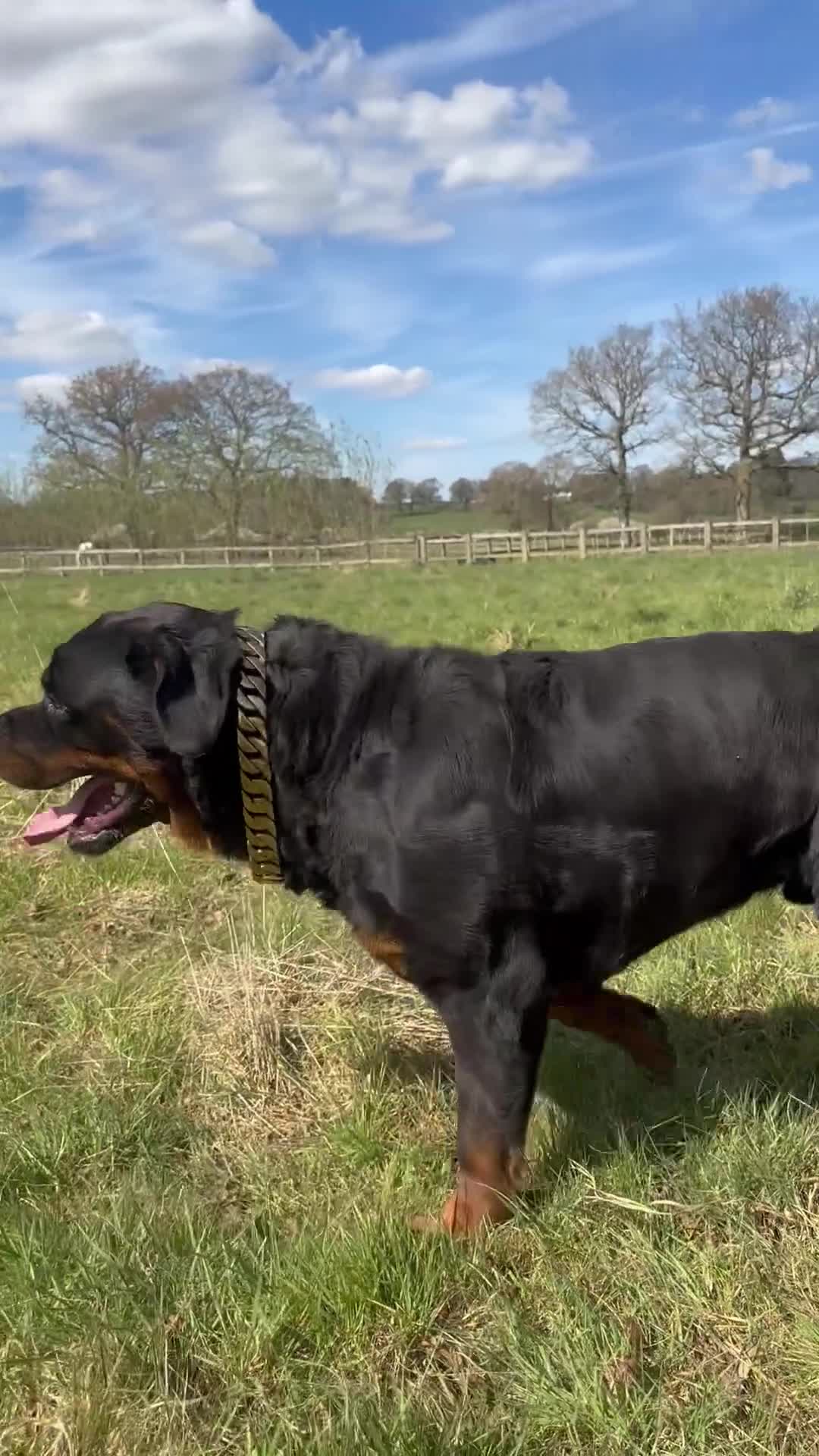 Rottweiler dogs for sale: Stunning chunky Rottweiler puppies - Video 1