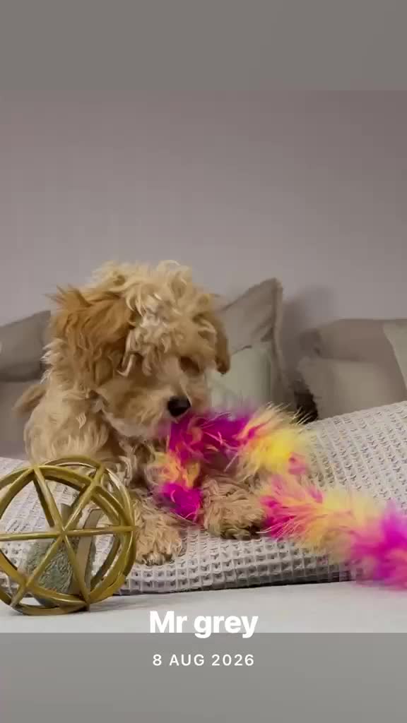 Maltipoo dogs for sale: OAKWELL RETRIEVERS ON INSTAGRAM  - Video 1