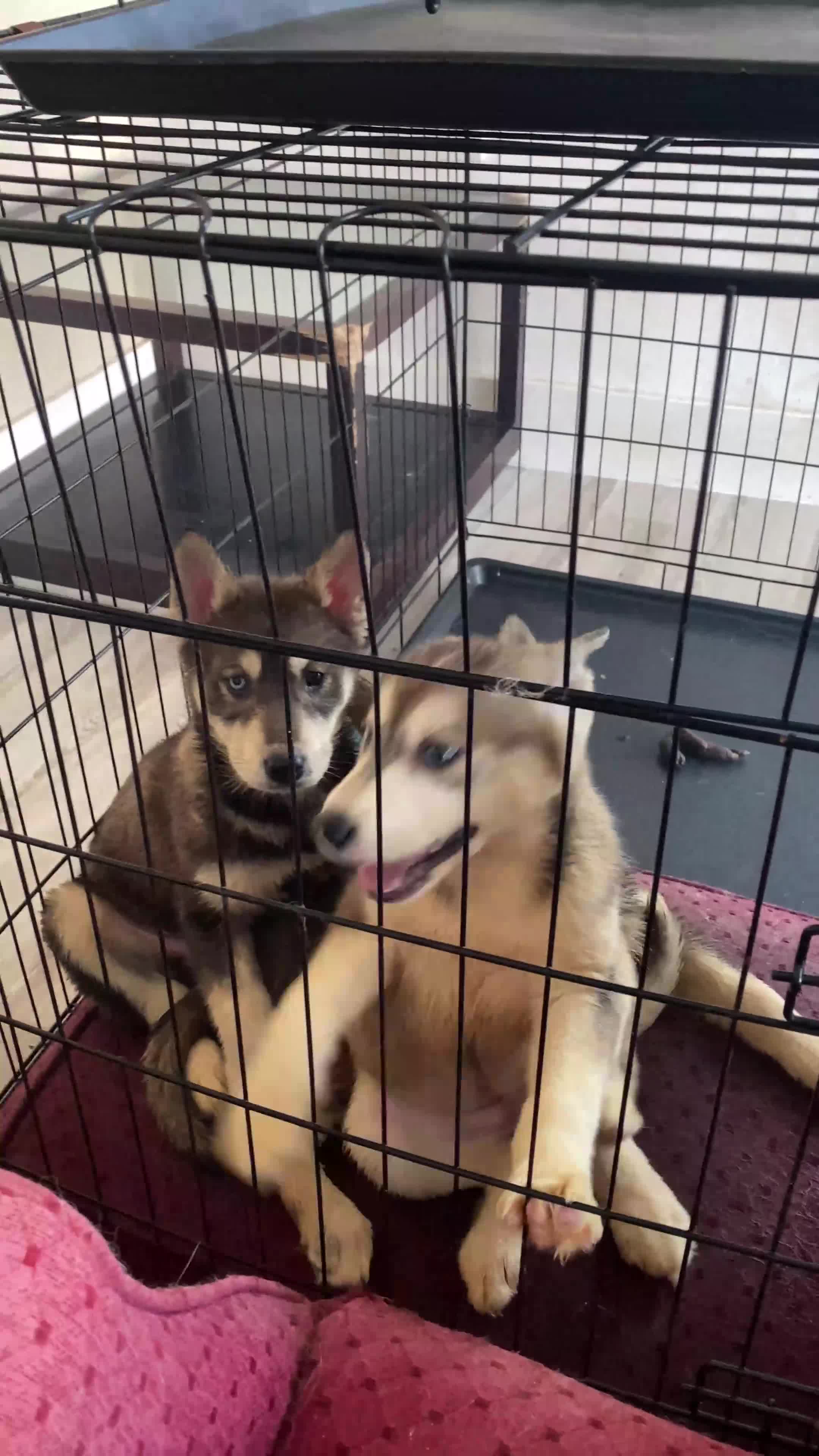 Siberian Husky dogs for sale: Beautiful 5 Month-Old Blue-Eyed Husky Puppy  in Clevedon - Video 2