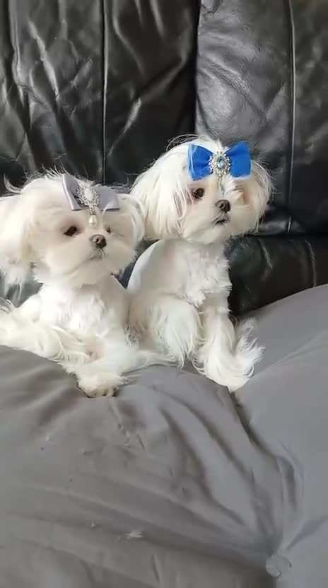 Maltese dogs for stud: Very beautiful Korean Maltese for stud  - Video 1