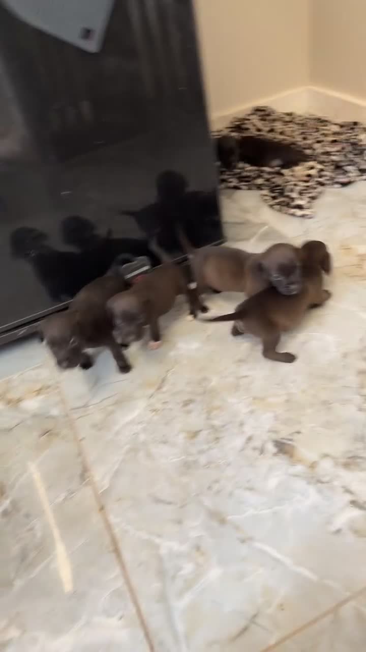 Mixed Breed dogs for sale: Patterdale X Beagle in Castleford - Video 3