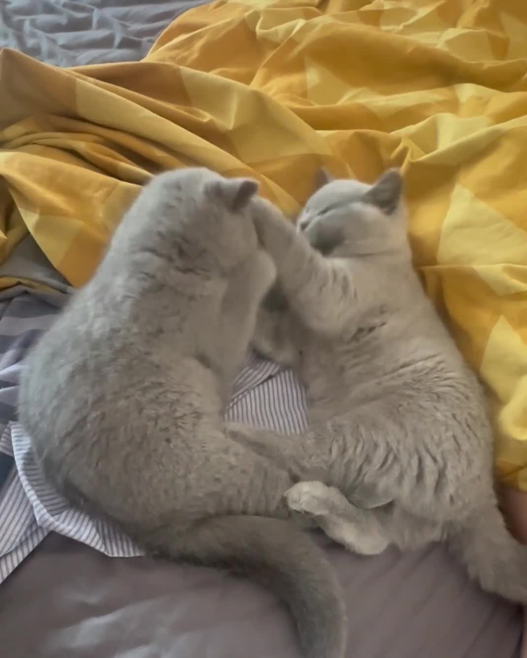 British Shorthair cats for sale: BSH kitten girls pedigree champion line - Video 1