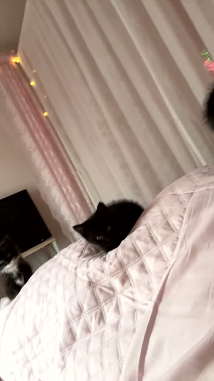 Mixed Breed cats for sale: 3 KITTENS FOR SALE  - Video 1