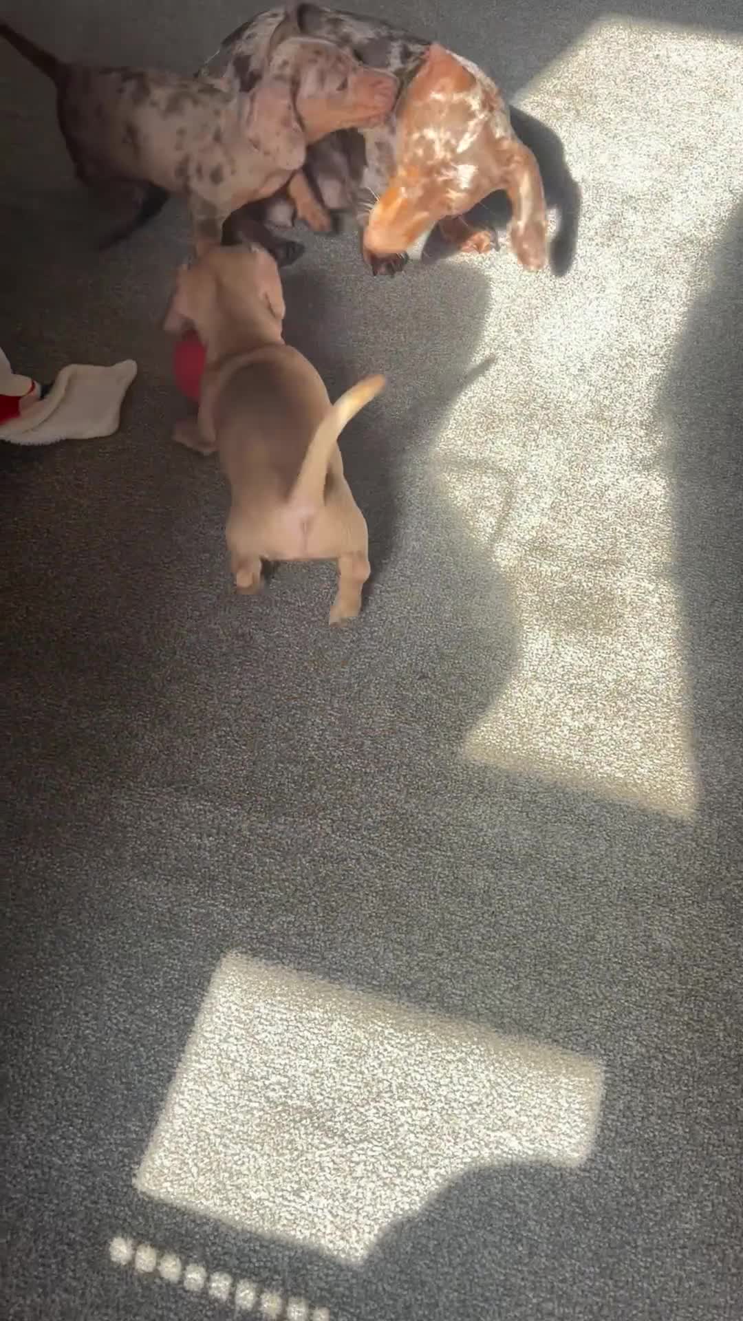Miniature Dachshund dogs for sale: Gorgeous Trio of Mini Dachshunds in Portsmouth - Video 3