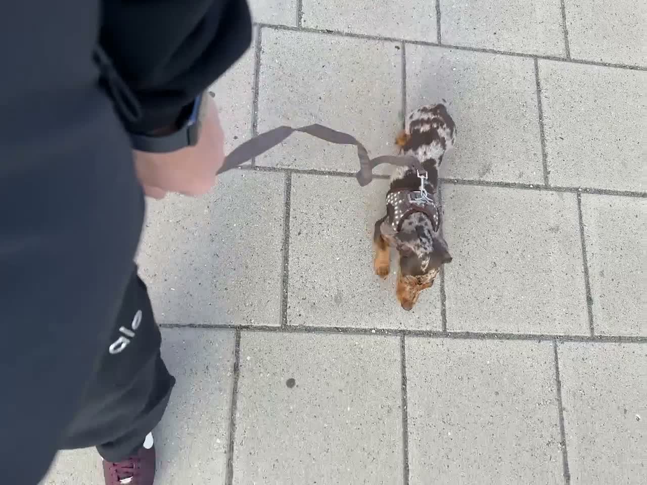 Dachshund dogs for sale: Male Chocolate & Tan Dapple 3 month old Dachshund - Video 1