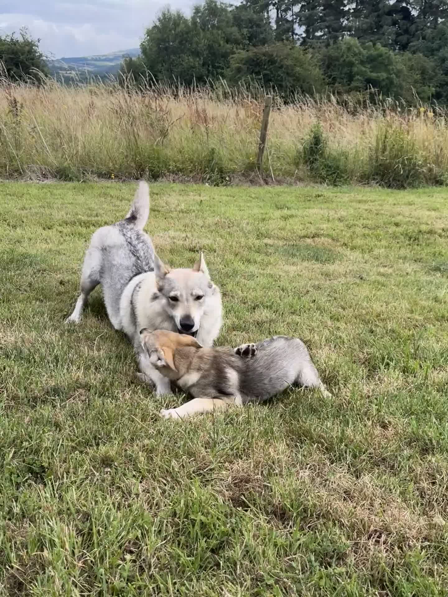 Saarloos Wolfdog dogs for sale: Rare Wolfdog Pups - Socialised & Highly Trainable - Video 2