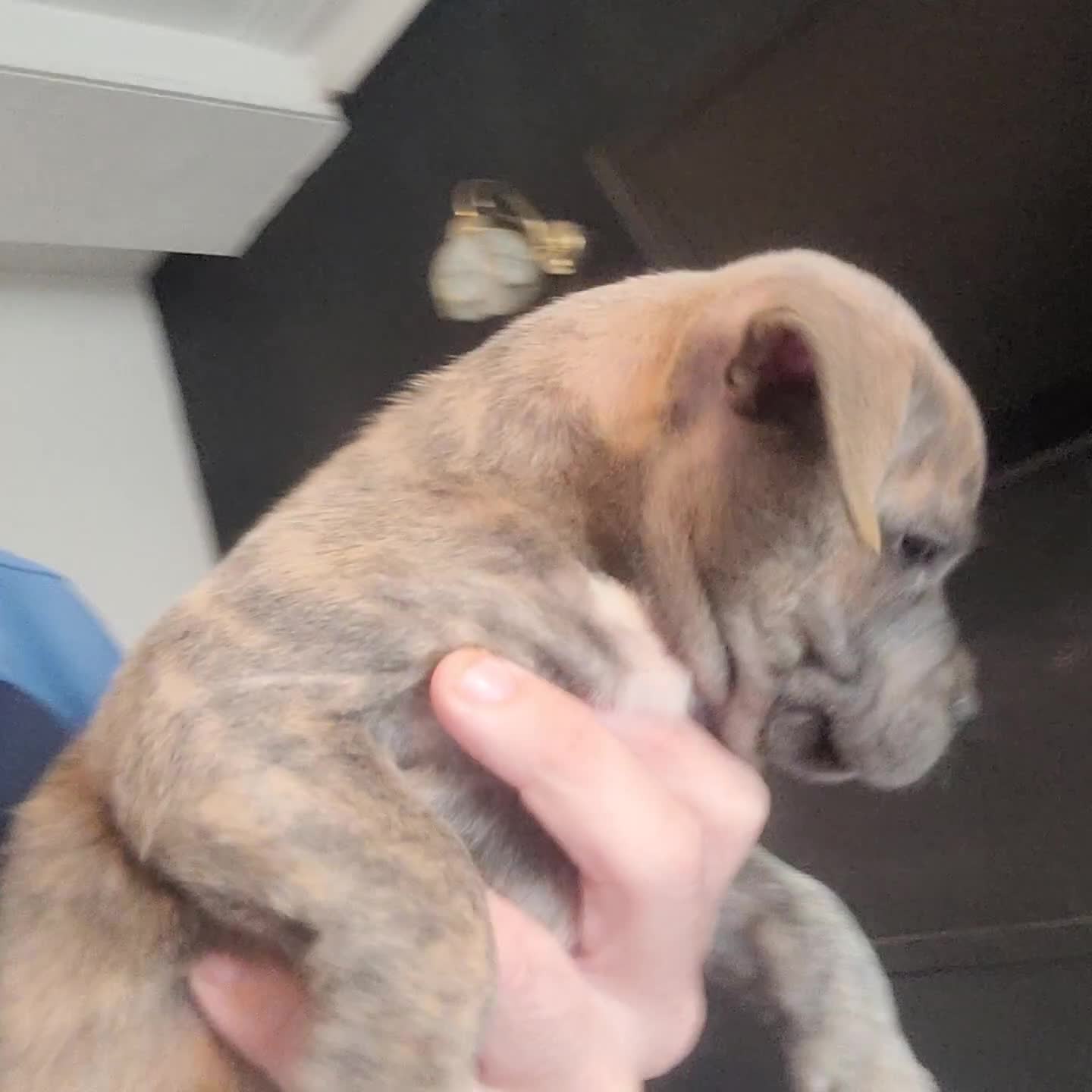 Staffordshire Bull Terrier dogs for sale: Staffy Babies Ready to leave - Video 2