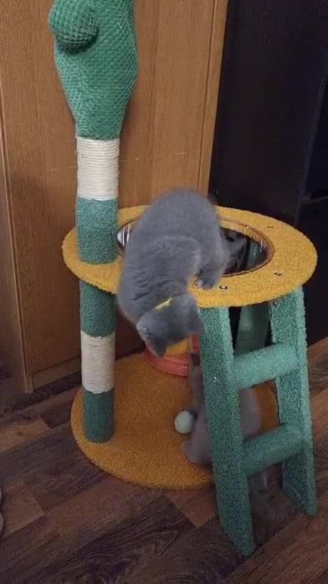 British Shorthair cats for sale: Last 2 Kittens Lilac & Blue Healthy GCCF Pedigree  - Video 2