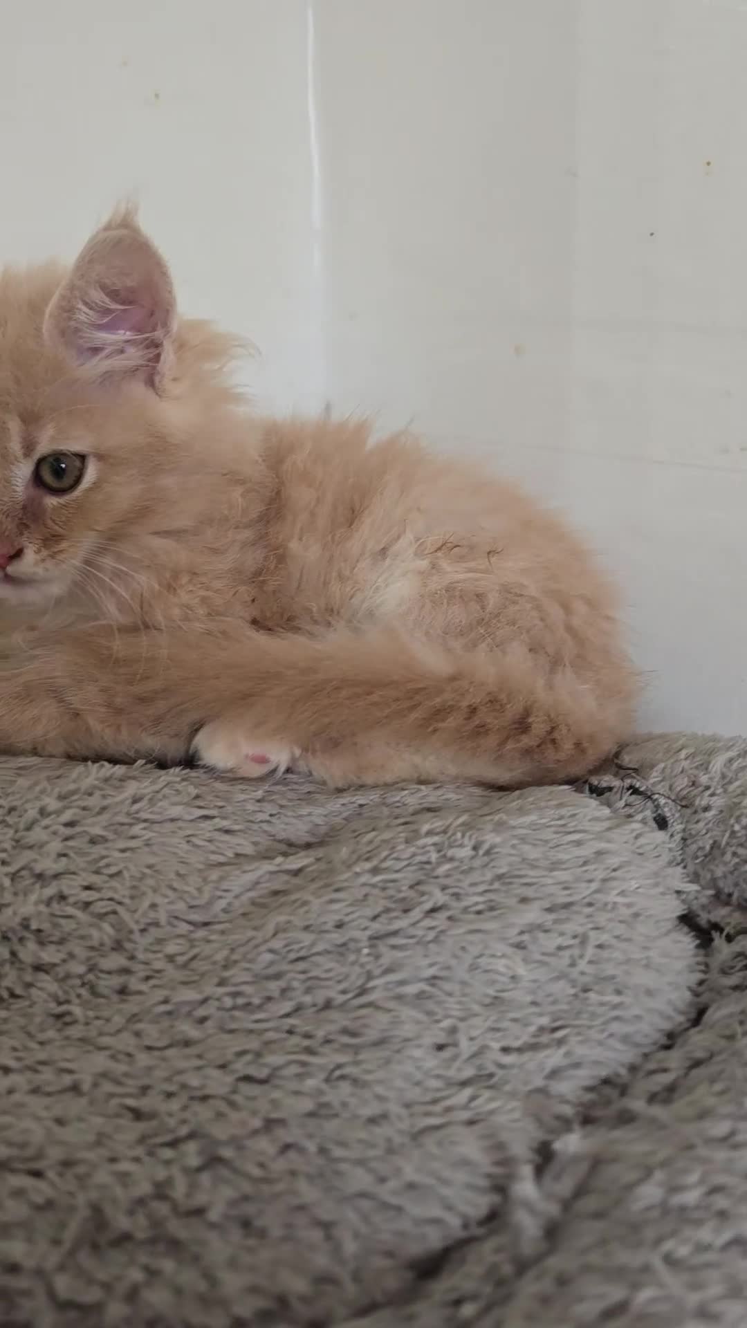 Maine Coon cats for sale: Full Mainecoon beautiful kittens  - Video 3