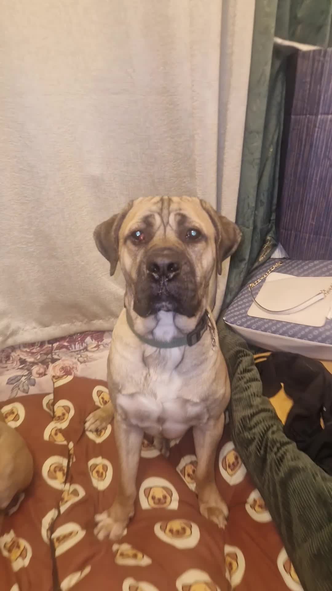 Cane Corso dogs for stud: Cain corso stud - Video 1