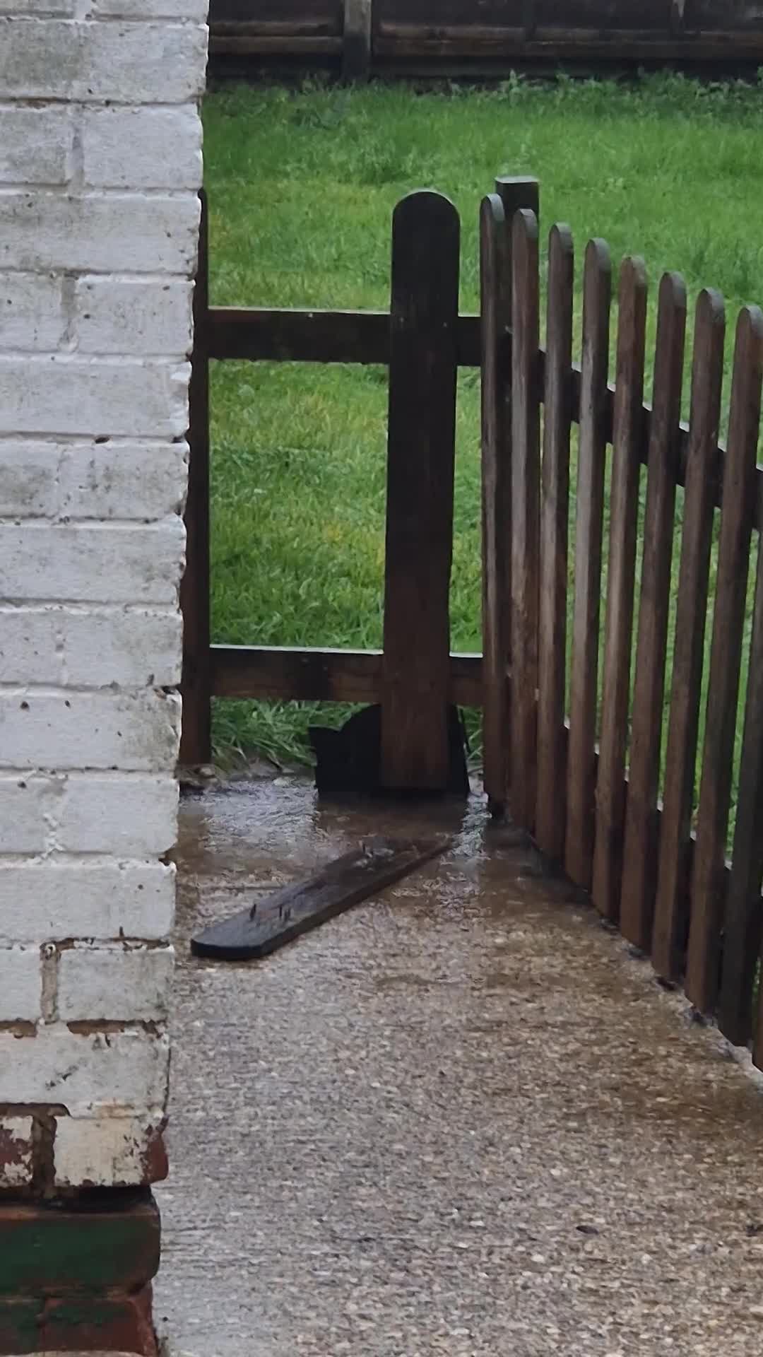 Neapolitan Mastiff dogs for sale: Neopolitan mastiff  2 years old.  - Video 1