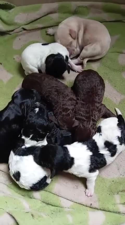 Springador dogs for sale: Beautiful springadors, 6 boys 2 girls. in Kirriemuir - Video 1