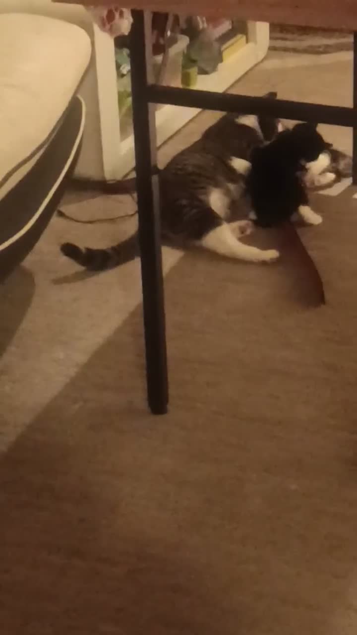 Mixed Breed cats for sale: Kittens looking for a lovely family 😻 in Leeds - Video 3